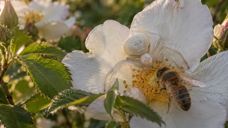 Araignées blanches au jardin : alliées méconnues de la biodiversité