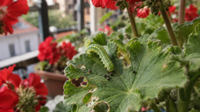 Chenilles vertes sur géranium : causes et solutions