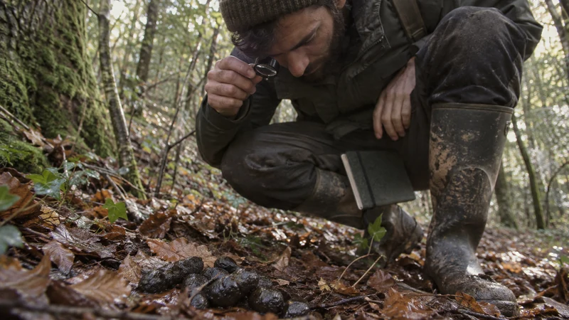 Comprendre les crottes de sanglier : guide pratique pour naturalistes et chasseurs