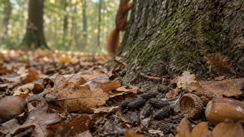 Crotte d’écureuil : reconnaissance, différences et rôle écologique