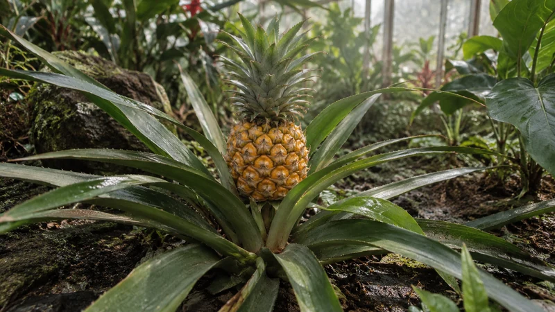 L’ananas dévoilé : comment se forme-t-il vraiment ?