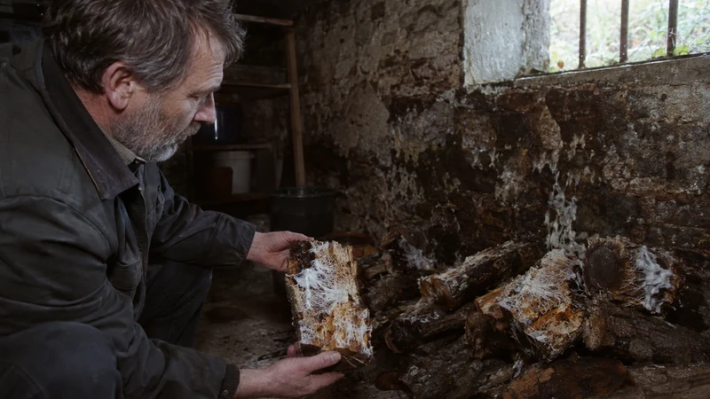 Mérule et bois de chauffage : comment s’en débarrasser