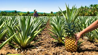L'ananas dévoilé : comment se forme-t-il vraiment ?
