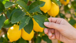 A hand gently inspects a deep green lemon leaf with a tiny yellow spot, on a branch laden with glossy yellow lemons.
