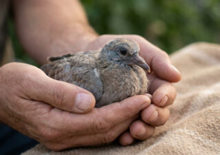 Gros plan sur un bébé pigeon au plumage duveteux blotti en toute sécurité dans les mains d'une personne.