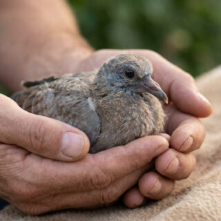 Gros plan sur un bébé pigeon au plumage duveteux blotti en toute sécurité dans les mains d'une personne.