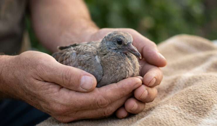 Gros plan sur un bébé pigeon au plumage duveteux blotti en toute sécurité dans les mains d'une personne.