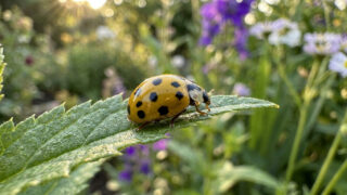 Une coccinelle jaune à points noirs posée sur une feuille verte dans un jardin ensoleillé.