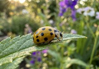 Une coccinelle jaune à points noirs posée sur une feuille verte dans un jardin ensoleillé.
