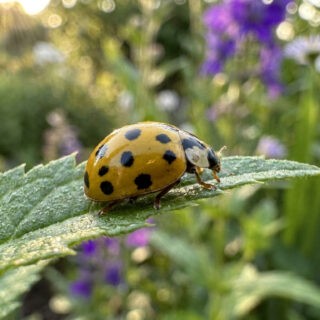 Une coccinelle jaune à points noirs posée sur une feuille verte dans un jardin ensoleillé.