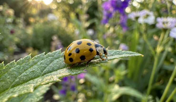 Une coccinelle jaune à points noirs posée sur une feuille verte dans un jardin ensoleillé.