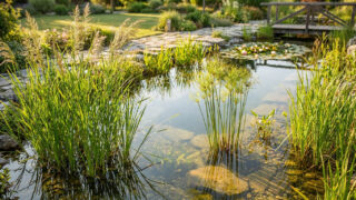 Un bassin de jardin ensoleillé avec des roseaux, des nénuphars et une passerelle en bois en arrière-plan.