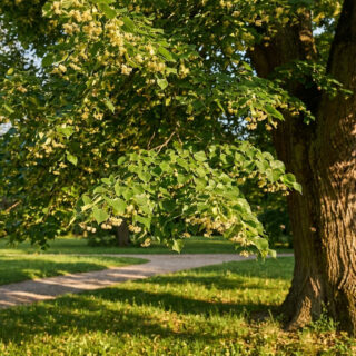 Gros plan sur les branches d'un tilleul en fleurs dans un parc ensoleillé au printemps.