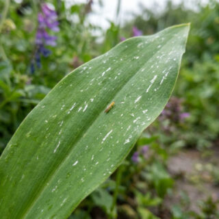 Un petit thrips allongé et jaunâtre posé sur une feuille de plante marquée par des taches argentées.