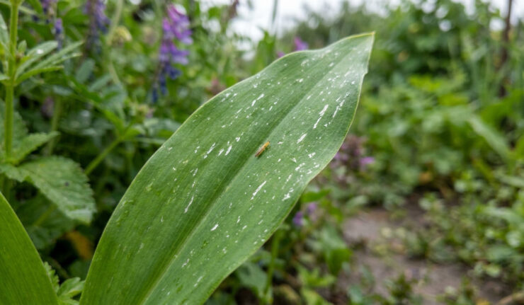 Un petit thrips allongé et jaunâtre posé sur une feuille de plante marquée par des taches argentées.