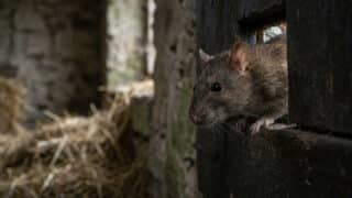 Un rat brun observant depuis une ouverture dans une paroi en bois sombre, avec de la paille en arrière-plan.