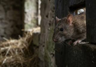 Un rat brun observant depuis une ouverture dans une paroi en bois sombre, avec de la paille en arrière-plan.