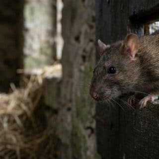 Un rat brun observant depuis une ouverture dans une paroi en bois sombre, avec de la paille en arrière-plan.
